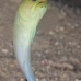 jawfish_yellowhead_dw_wc_v_0132_tci0467.jpg